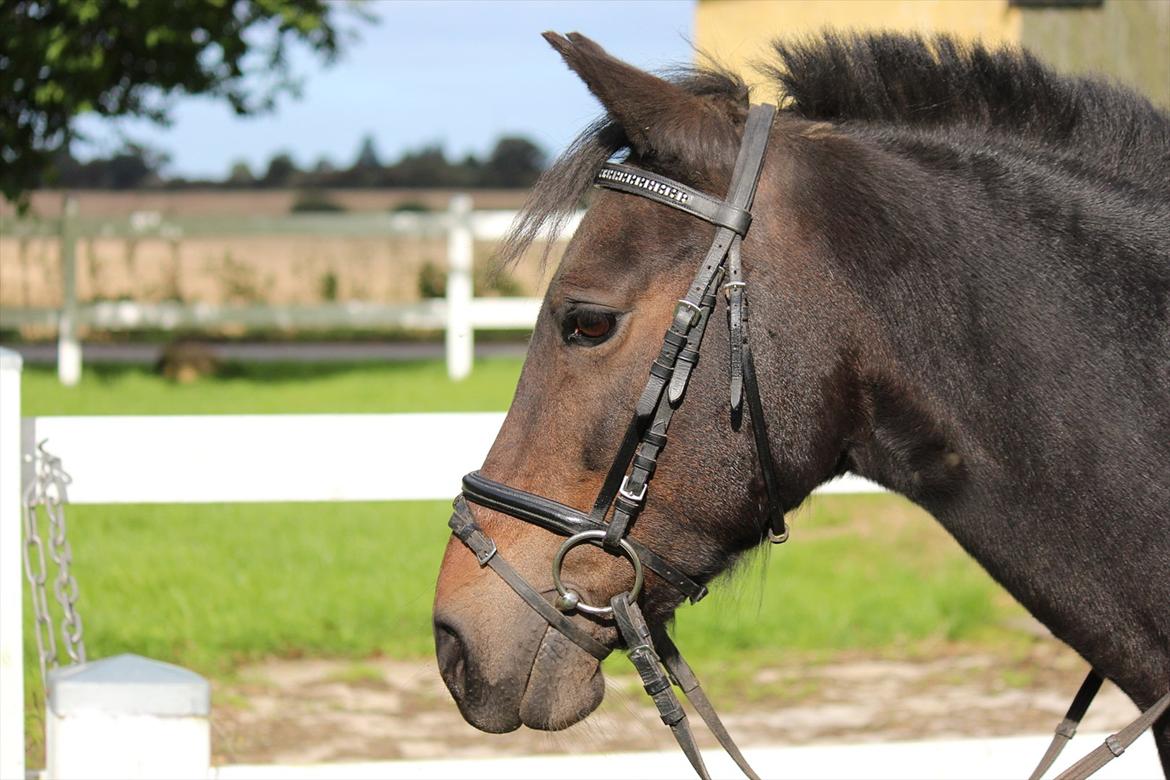Anden særlig race Vestergaardens Malou billede 20
