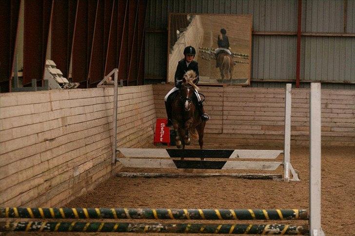 Anden særlig race Kira - 2x klubmester (solgt) - LC klubmester skab 17-sep 2011. vandt med 6 sek :') billede 3