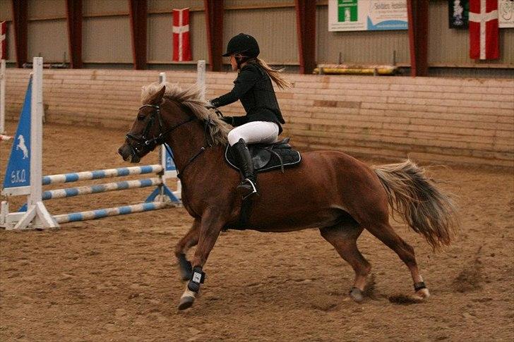 Anden særlig race Kira - 2x klubmester (solgt) - min ferrai<3 LD klubmesterskab 17 sep. 2011- 1 plads billede 7
