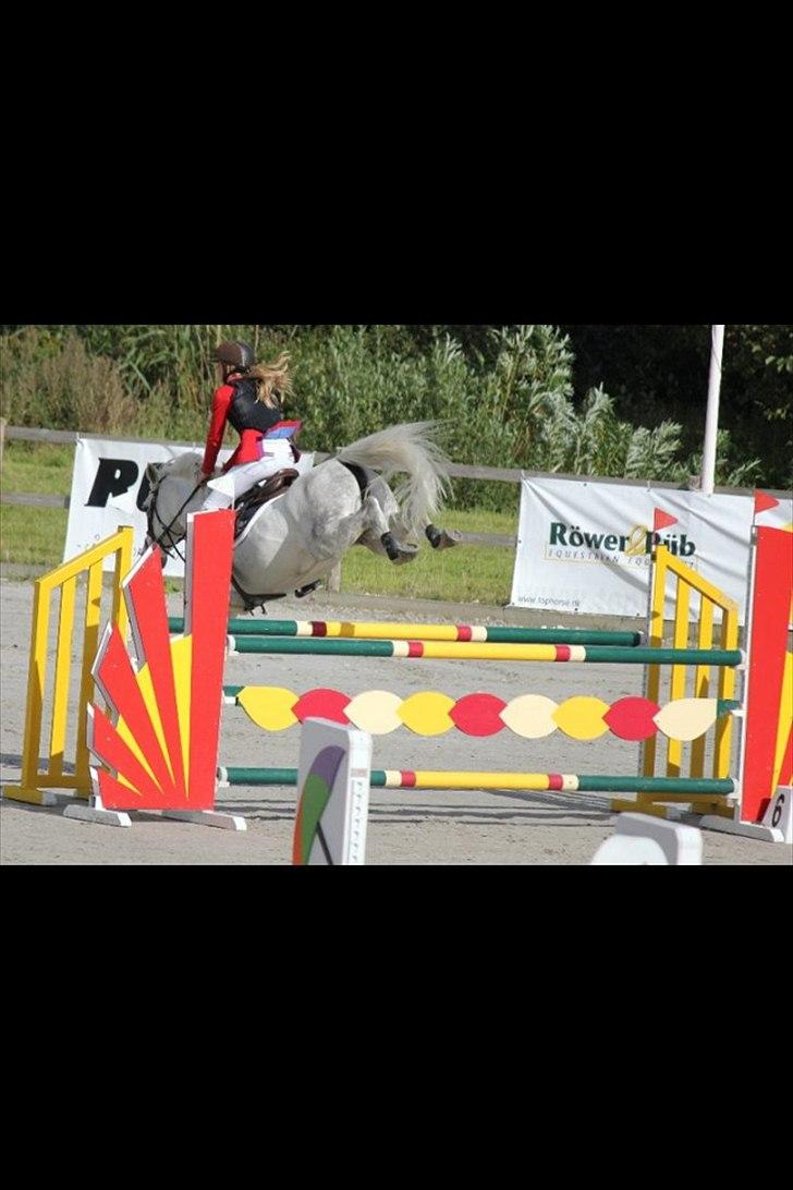 Anden særlig race Vestergaards quick step *SOLGT*  - Hun er for sej. :-) billede 12