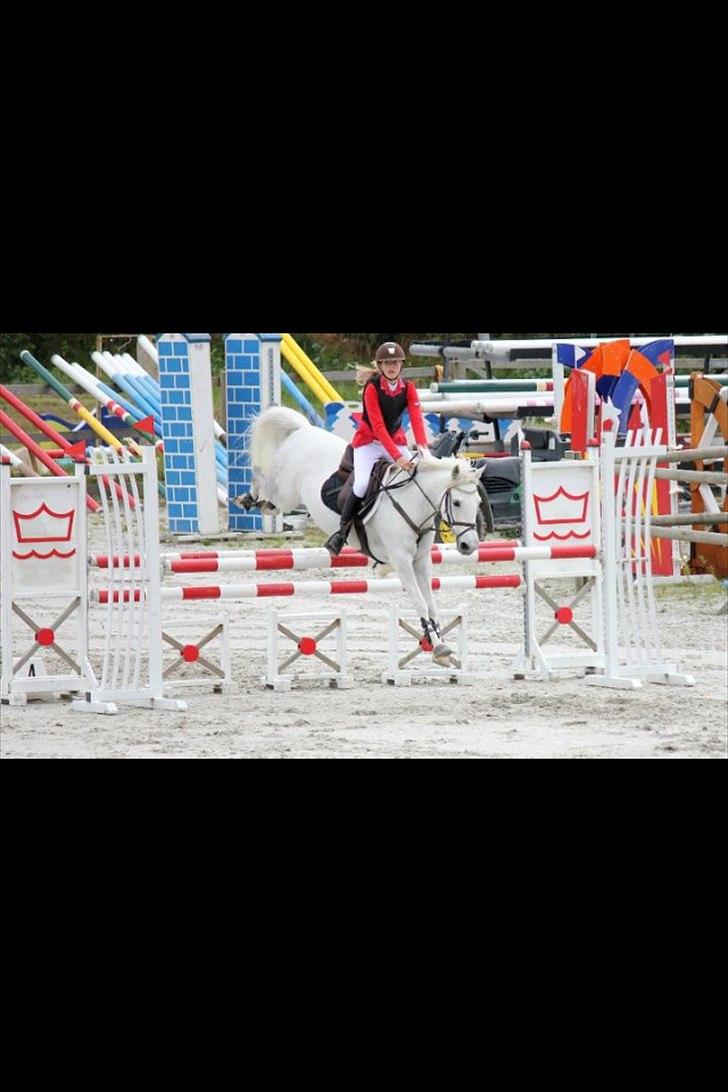 Anden særlig race Vestergaards quick step *SOLGT*  billede 20