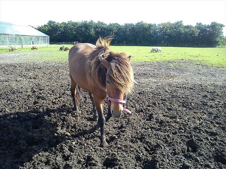 Islænder Dagfari fra jestrup <3 - Dejlige hest der kommer når man kalder<3 billede 14