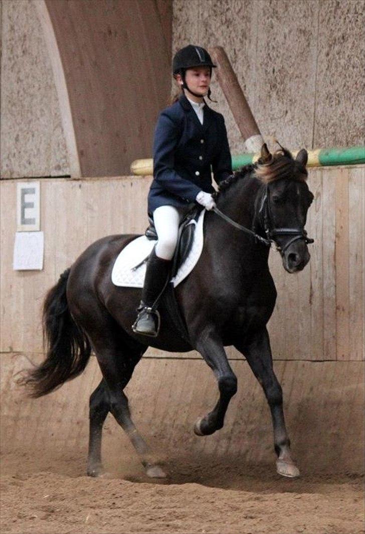 New Forest Ækpara - Lb2 - 67% billede 17