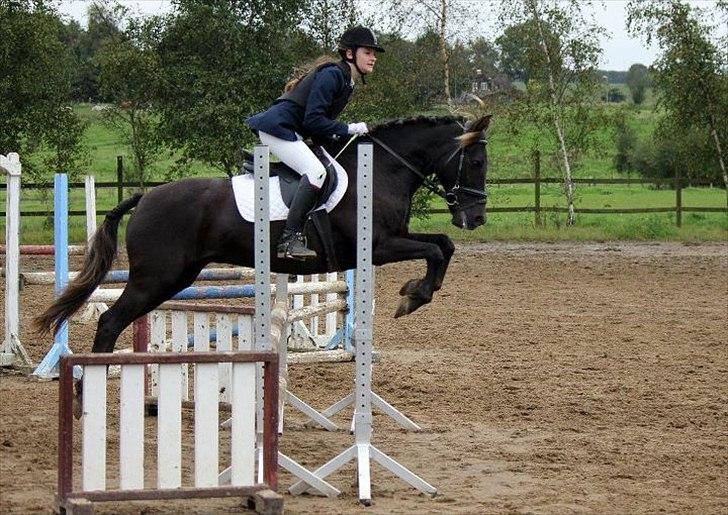 New Forest Ækpara - Lb - 1.plads billede 18