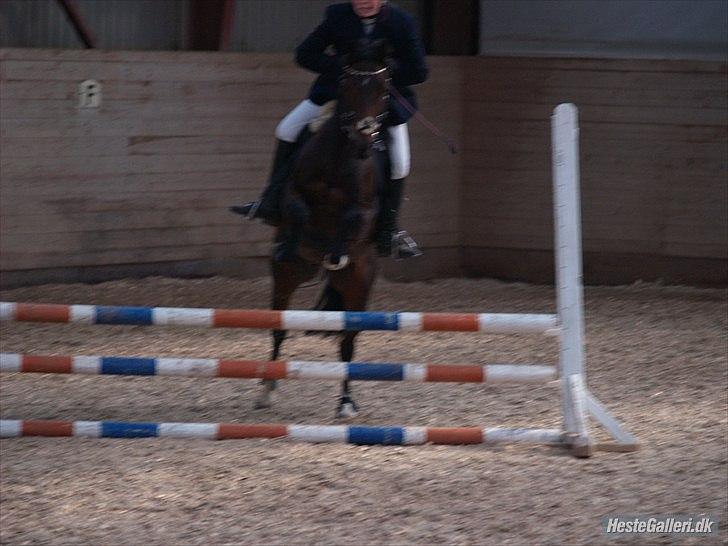 Connemara Loftsome Equinox billede 8