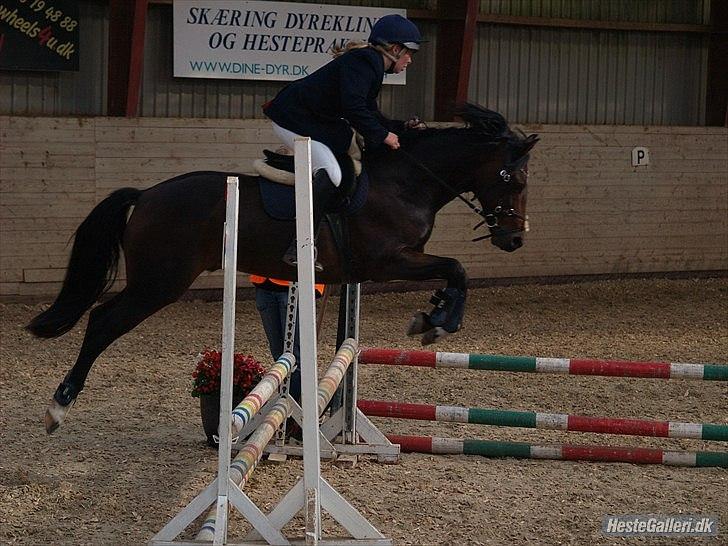 Connemara Loftsome Equinox billede 9