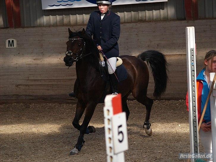 Connemara Loftsome Equinox billede 14