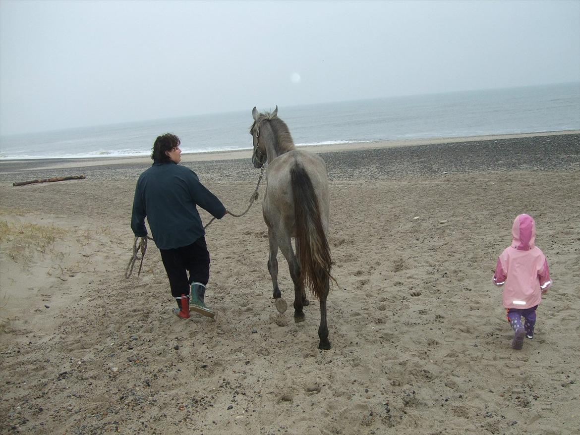 Pura Raza Española Salina DG billede 13