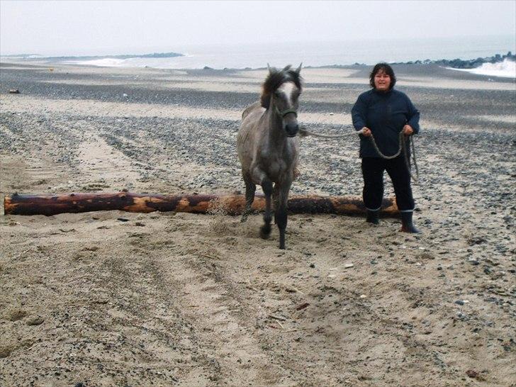 Pura Raza Española Salina DG billede 14