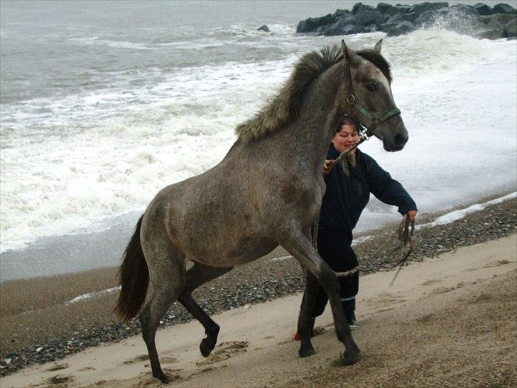 Pura Raza Española Salina DG - Damn det går op ad bakke her... billede 11