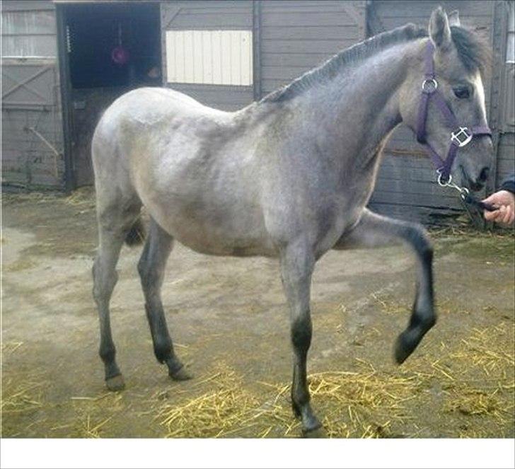 Pura Raza Española Salina DG - Salina da vi købte hende sommeren 2011 billede 19