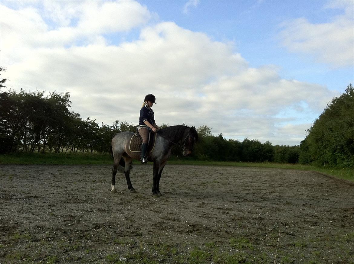 Welsh Cob (sec D) Claisson<3 (Solgt:''(( - Bakke!! :D <33 Dygtig pony (: billede 1