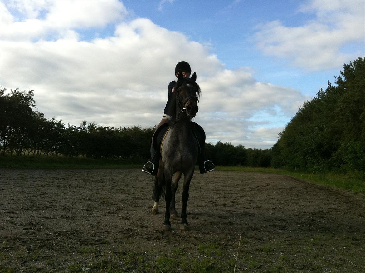 Welsh Cob (sec D) Claisson<3 (Solgt:''(( - Sååå retter vi lige fritzen! <333 billede 3