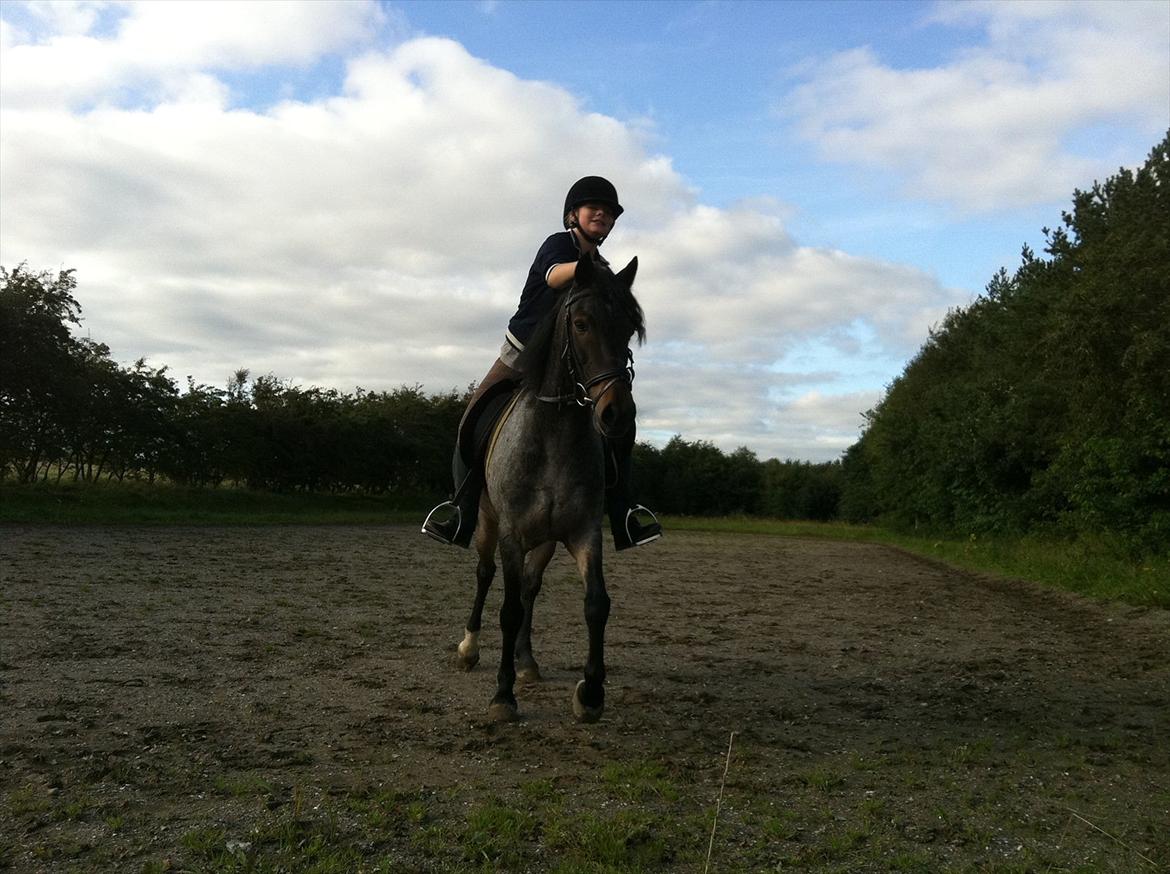 Welsh Cob (sec D) Claisson<3 (Solgt:''(( - Smukke skat :) <33 billede 4