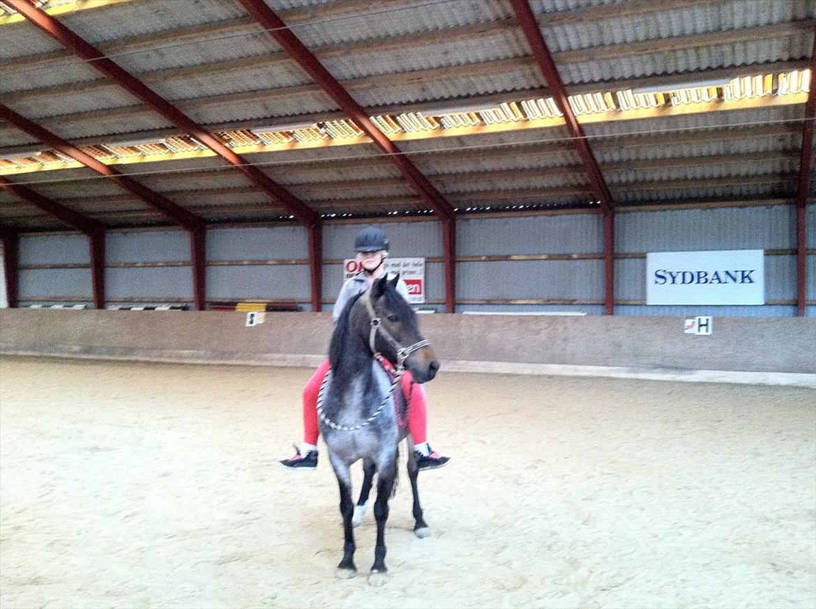 Welsh Cob (sec D) Claisson<3 (Solgt:''(( - I grime & trække tov :) billede 7