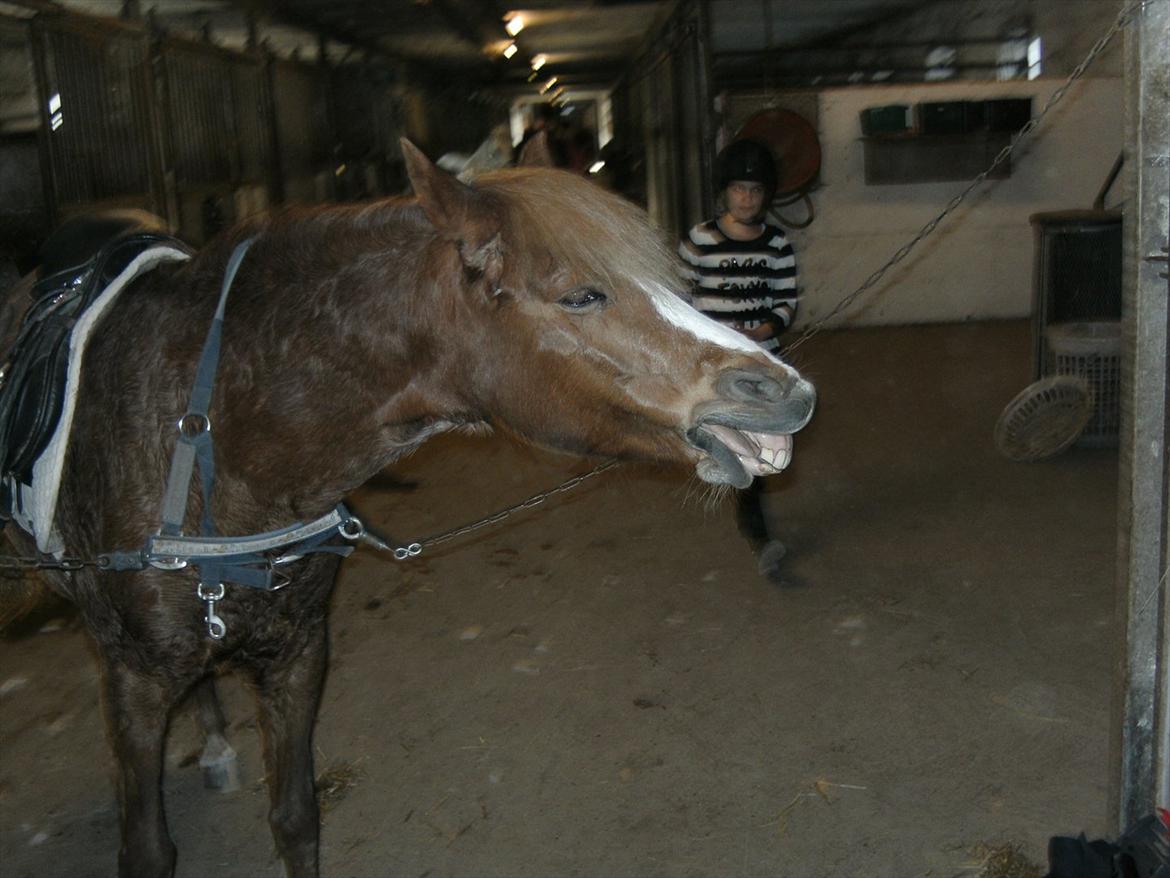 Anden særlig race Mathilde (Rideskolehest) billede 3