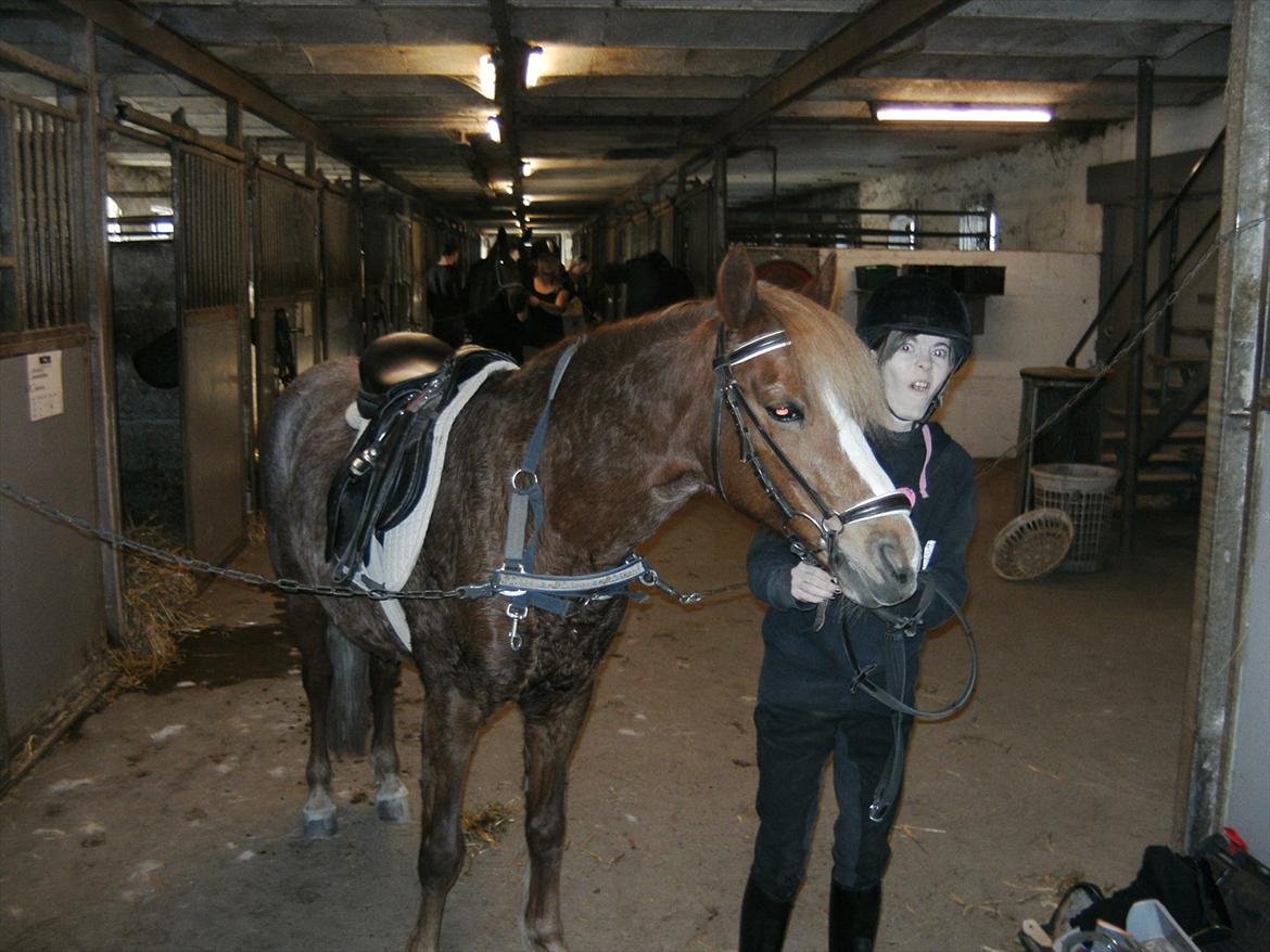 Anden særlig race Mathilde (Rideskolehest) billede 5