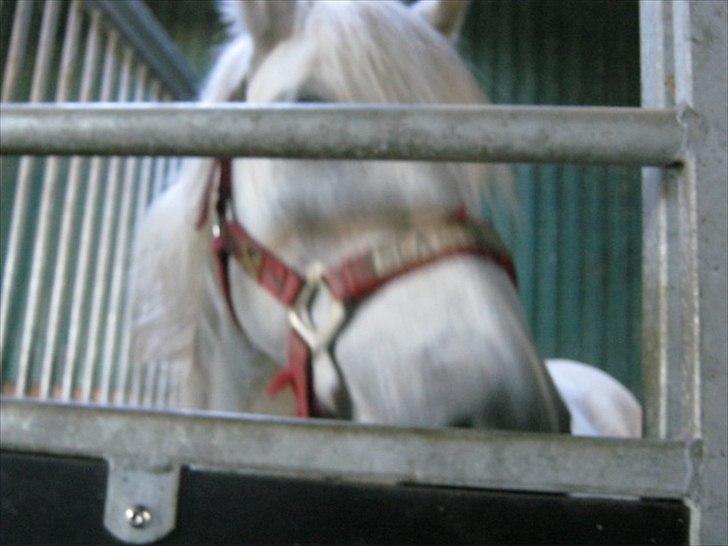 Welsh Pony (sec B) smokie - det her tog jeg på min første ridelejr billede 3