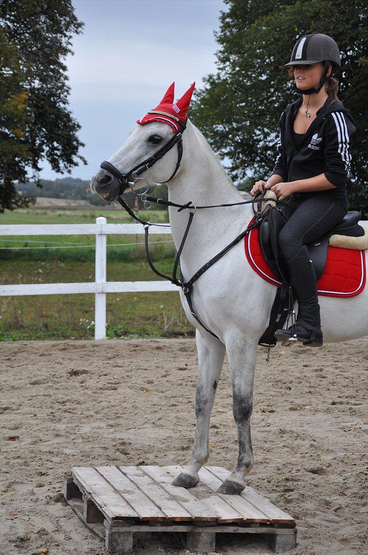 Hollandsk Sportspony Rainy Lake  - Dygtige pony! :-D<3 billede 16