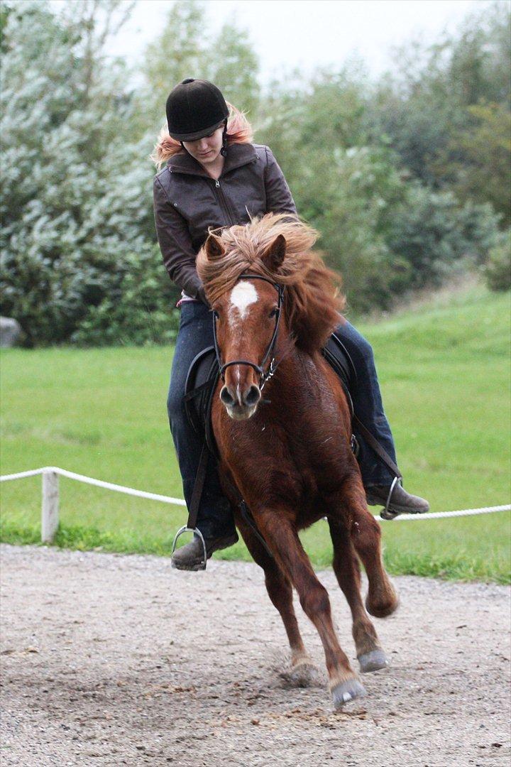 Islænder Bergdis Frá Króki - Galop på ovalbanen. Ignorer at skovlen på hesten har sat den i forkert galop ;) billede 1