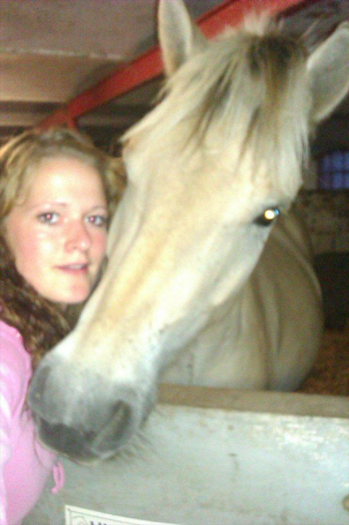 Fjordhest Oblings chelsea billede 3