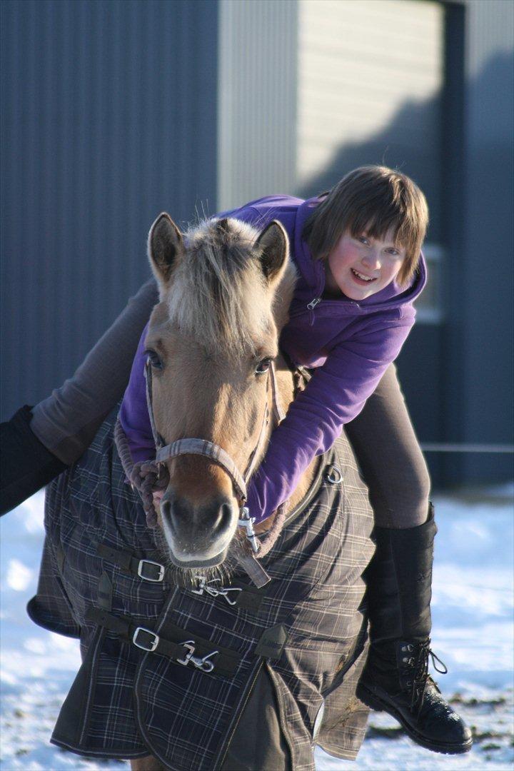 Fjordhest Beauty (solgt) billede 4