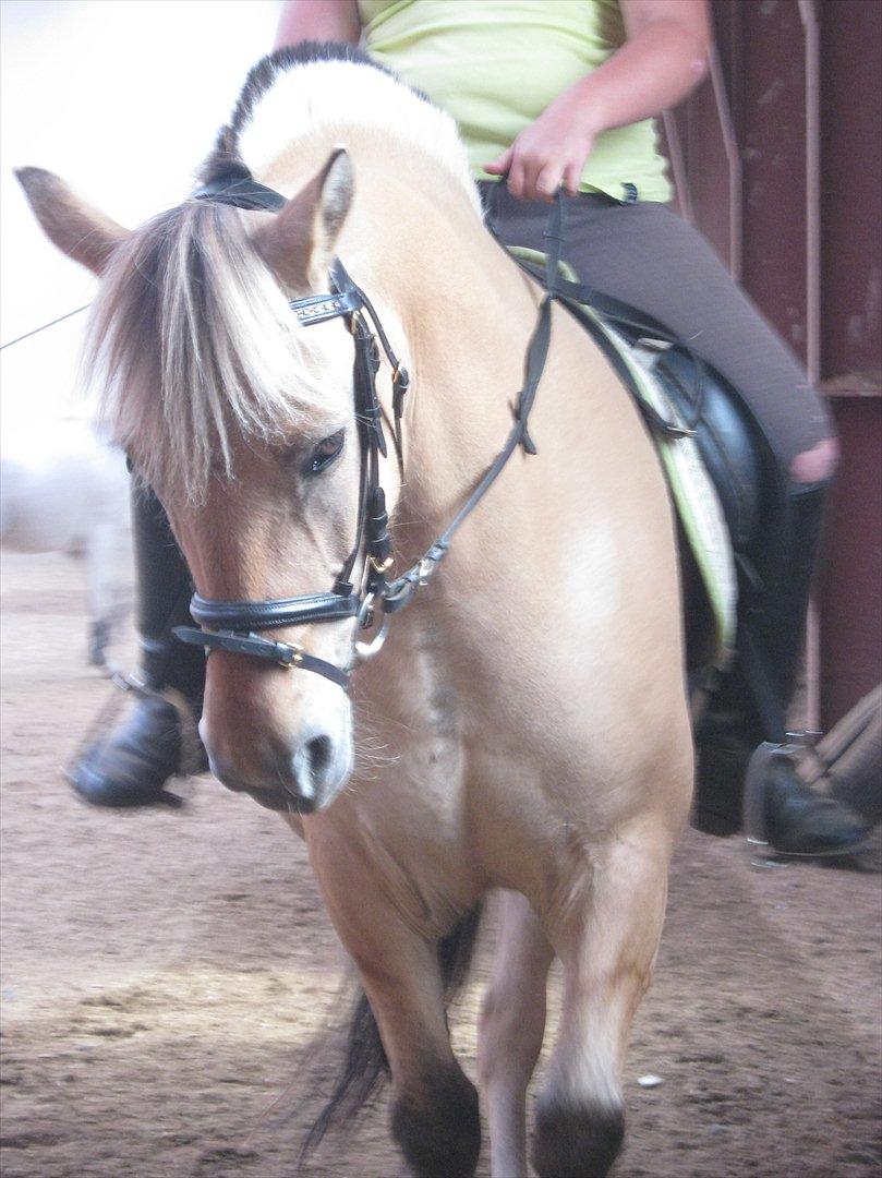 Fjordhest Beauty (solgt) billede 5
