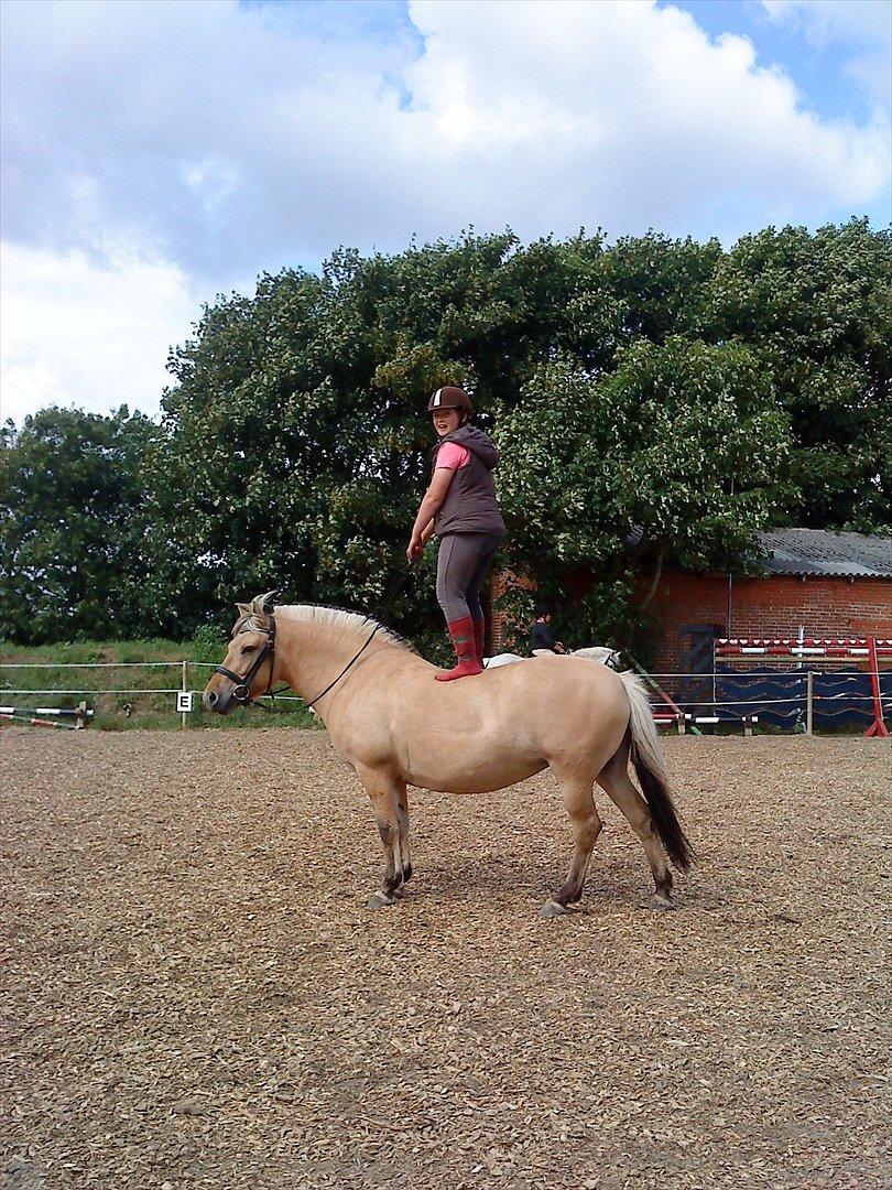 Fjordhest Beauty (solgt) billede 2