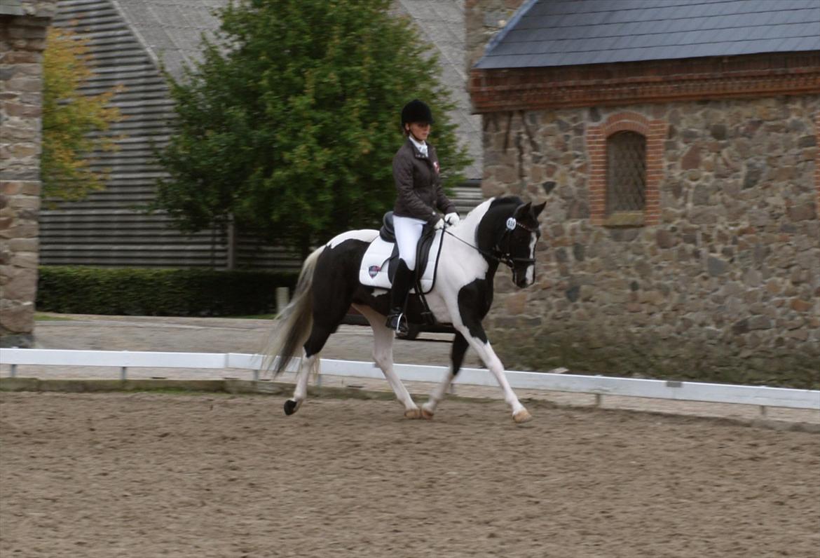 Pinto Celia Højgård - Materialprøve 2011
Sølvmedaljehoppe billede 18