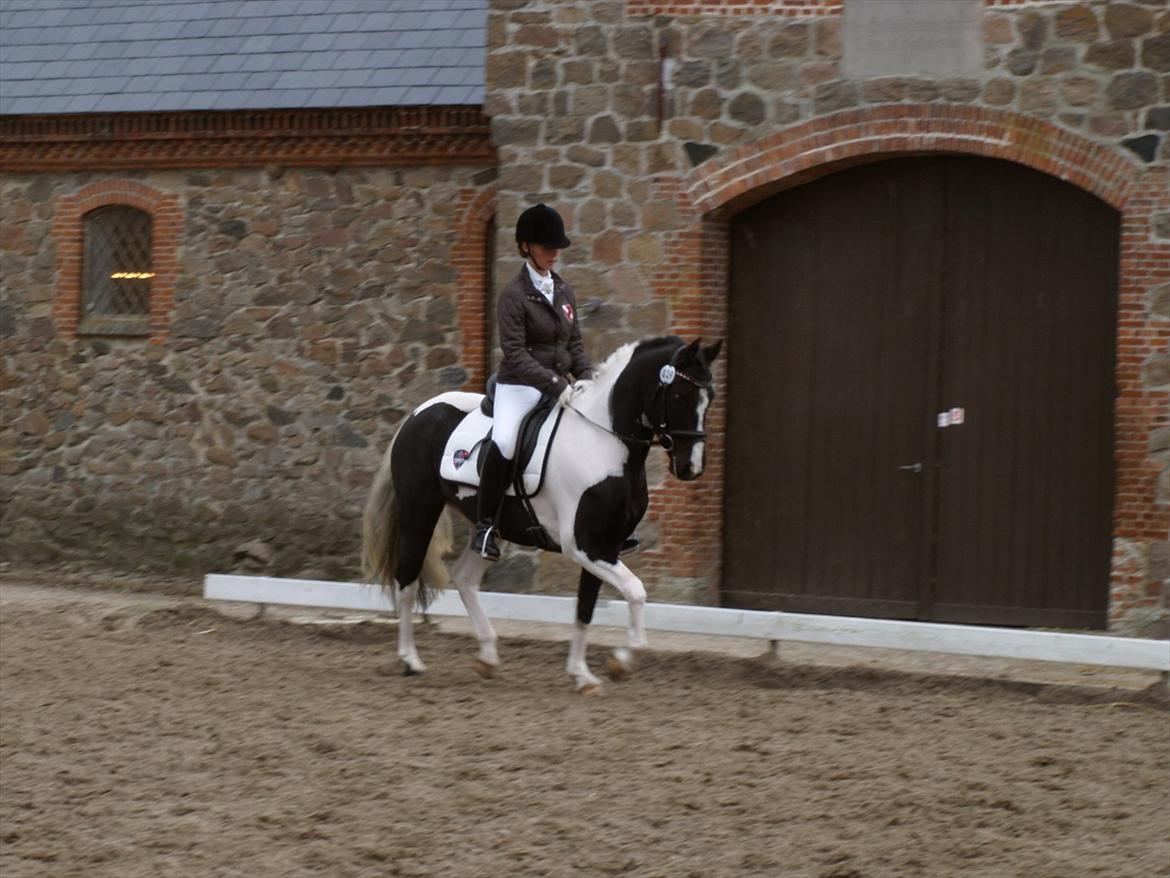 Pinto Celia Højgård - Materialprøve 2011
Sølvmedalje hoppe billede 19