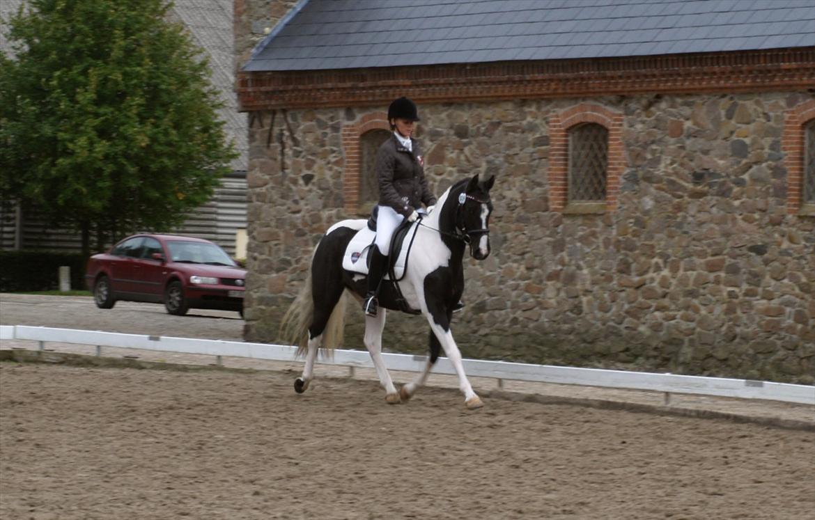 Pinto Celia Højgård - Materialprøve 2011
Sølvmedalje hoppe billede 20