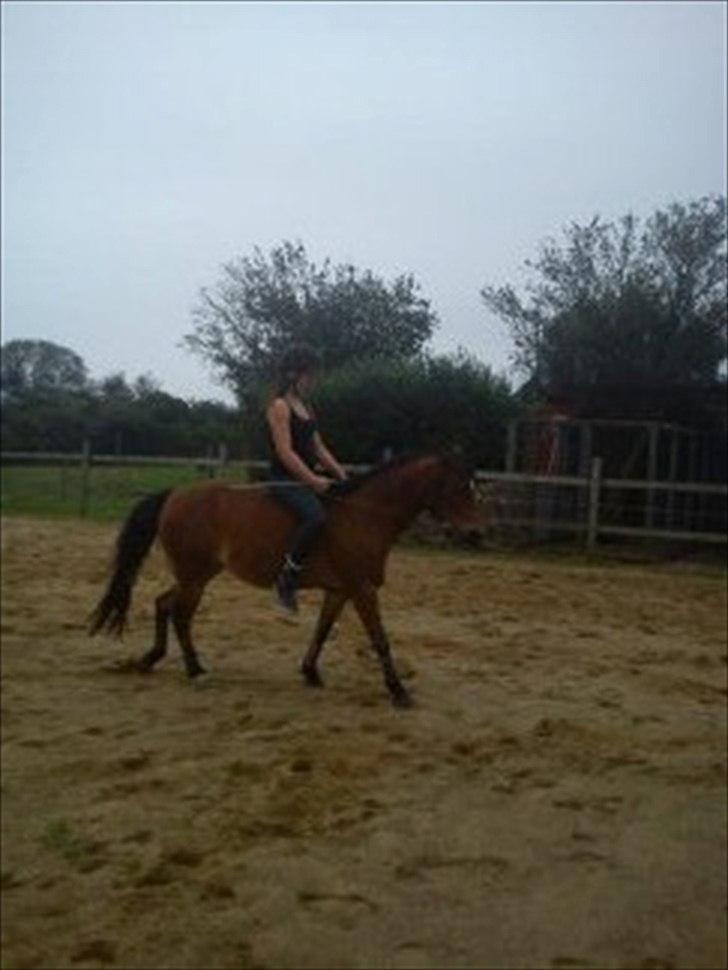 Anden særlig race Maybee. - Genoptræning. 17/9 2011. billede 12