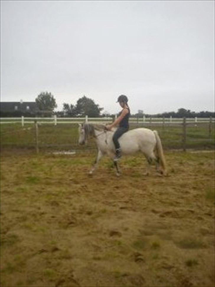 Welsh Pony (sec B) Josepigen`s Lotte - Min lille potte Lotte, er så dygtig! billede 13