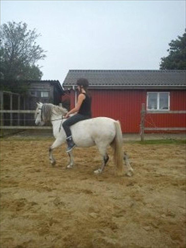 Welsh Pony (sec B) Josepigen`s Lotte - <3. billede 14