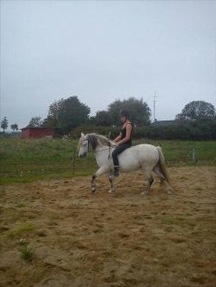 Welsh Pony (sec B) Josepigen`s Lotte - 17/9 2011. billede 15