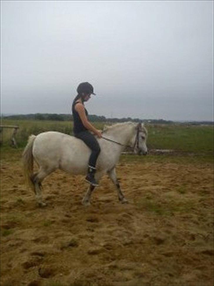 Welsh Pony (sec B) Josepigen`s Lotte - <3. billede 16