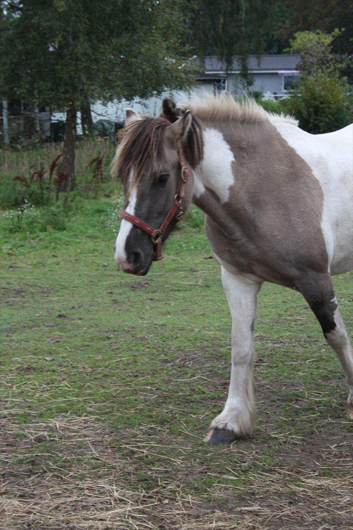 Irish Cob Crossbreed Fiona  ( tidl.) billede 1
