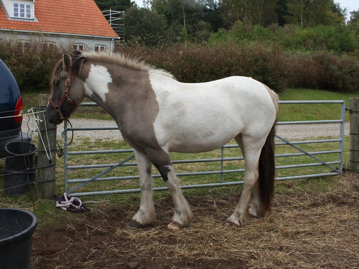 Irish Cob Crossbreed Fiona  ( tidl.) billede 2
