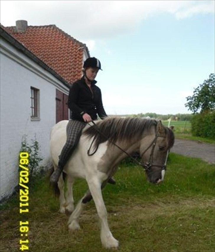 Irish Cob Crossbreed Fiona  ( tidl.) billede 3