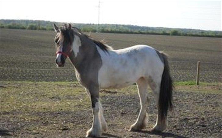 Irish Cob Crossbreed Fiona  ( tidl.) billede 4