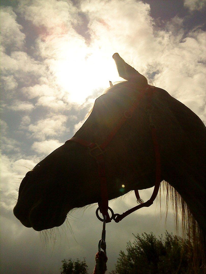 Arabisk fuldblod (OX) Fantasy biint el mokari ox //MY SOULMATE!<3// [tid - solen der skinner
elsker det billed<3 billede 8