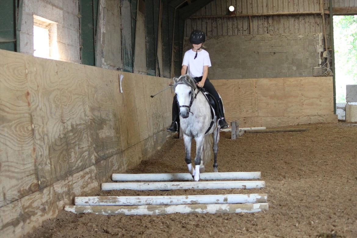Welsh Pony (sec B) -Smilla - vi træner bomme billede 11