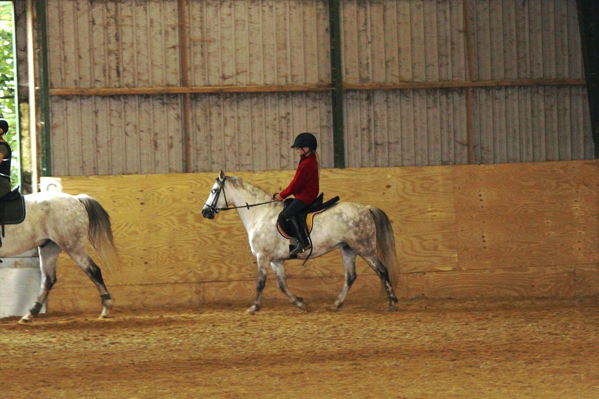 Welsh Pony (sec B) -Smilla - Smilla i skridt, obs... billedkvalitet billede 14