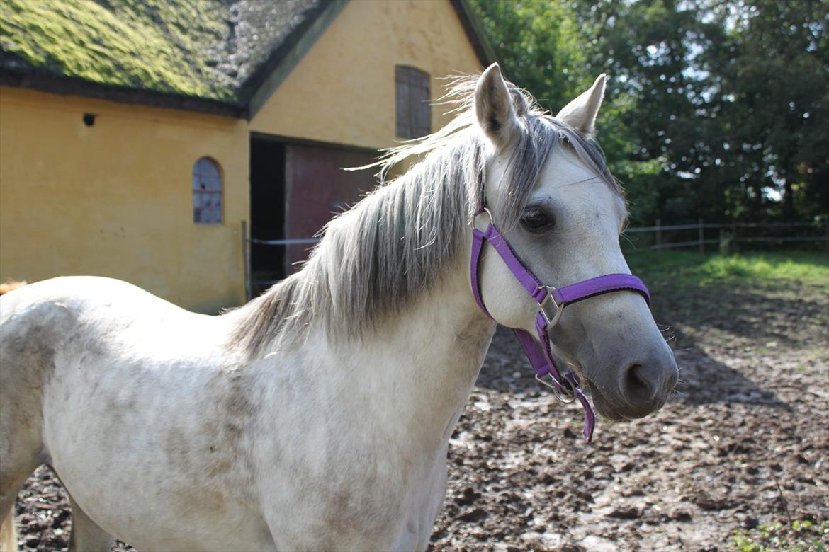 Welsh Pony (sec B) -Smilla -  Smillas velskabte hoved billede 2