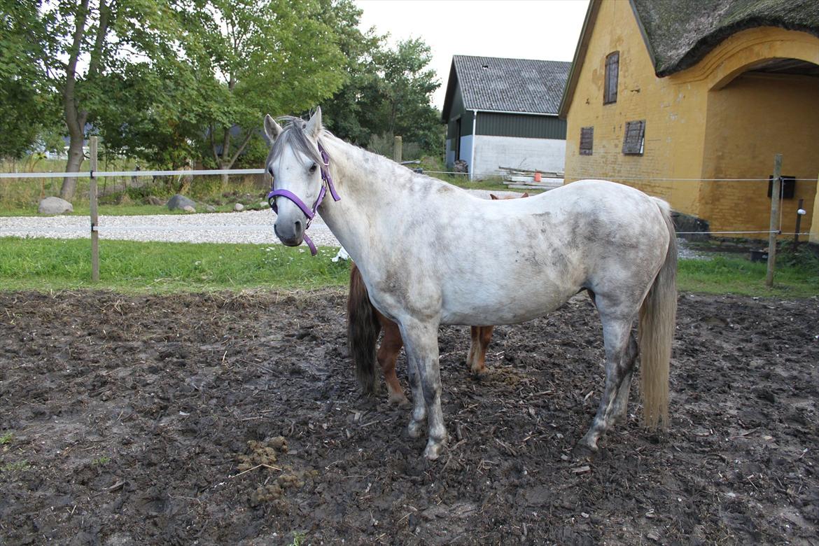 Welsh Pony (sec B) -Smilla - Smilla model : ) billede 16