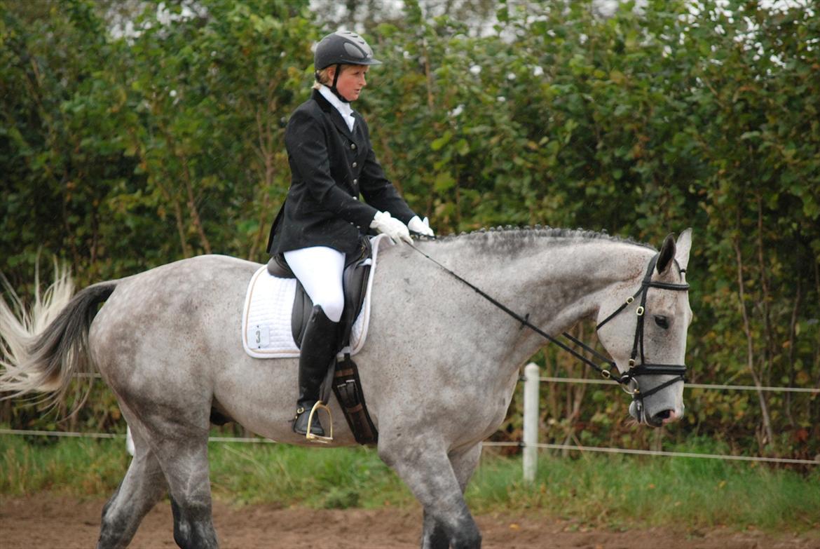 Holstener Fruerholms Agent (James) billede 15