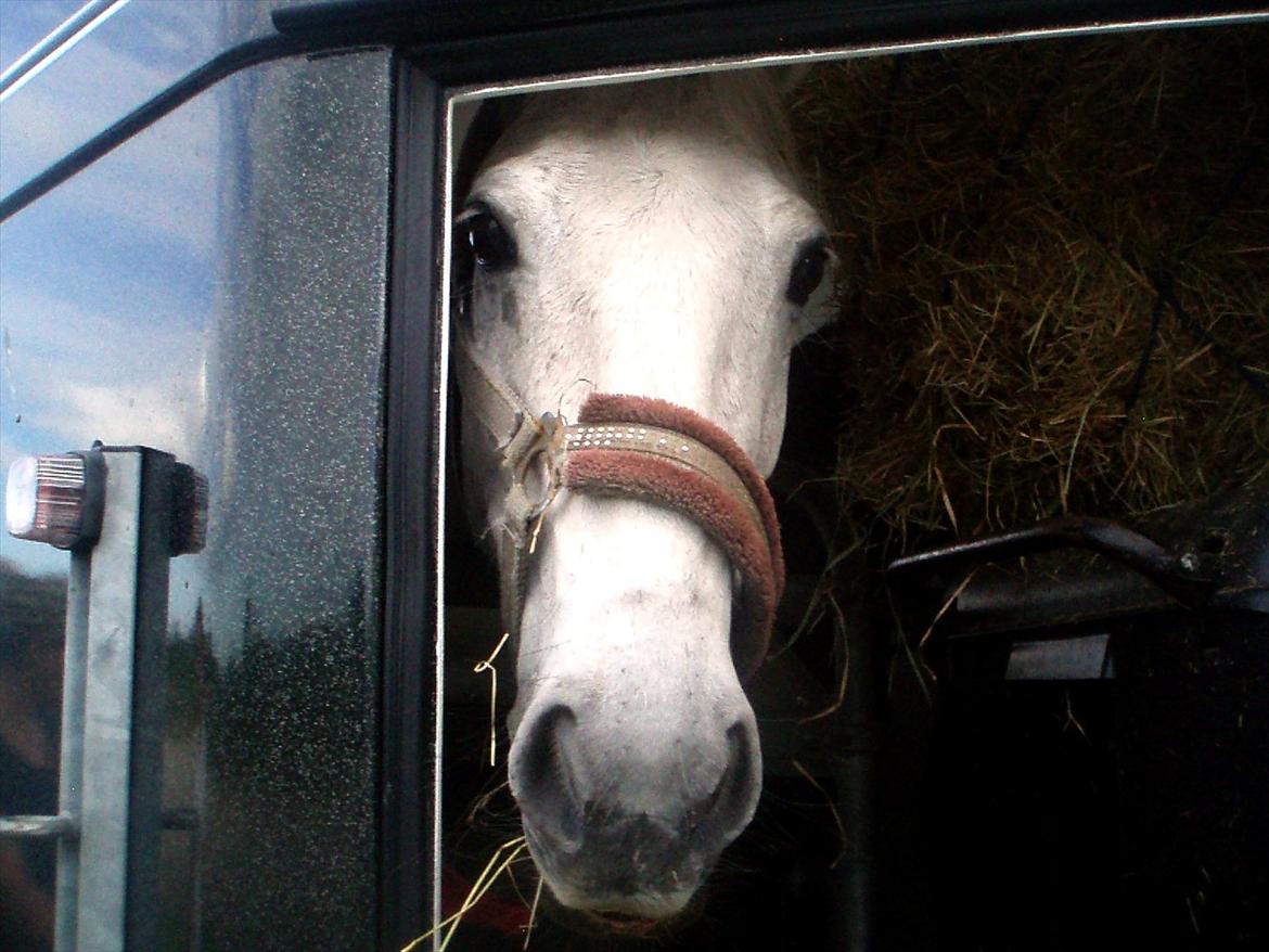 Connemara Philipstatt's Gaia, min soulmate - 11-sep-2011 billede 12