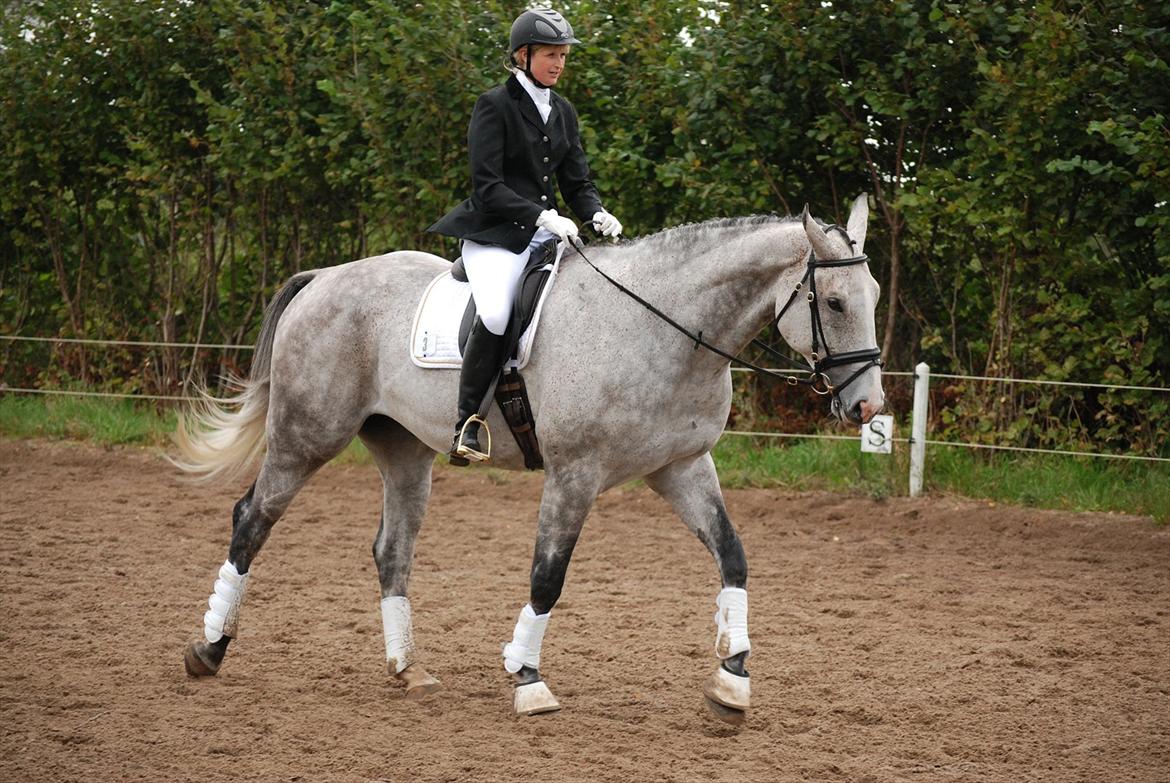 Holstener Fruerholms Agent (James) billede 18