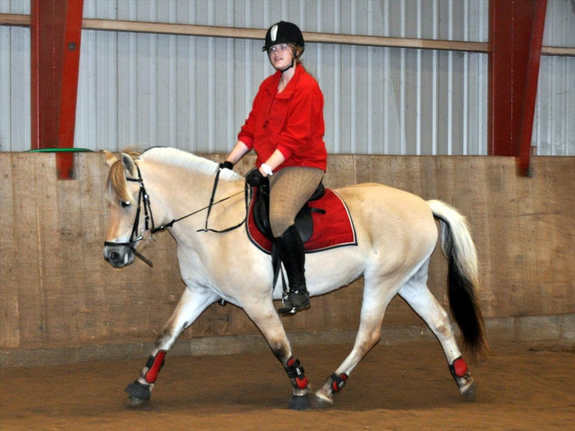 Fjordhest Freja *EUR* - Efterår 11 Foto: Stine L billede 3