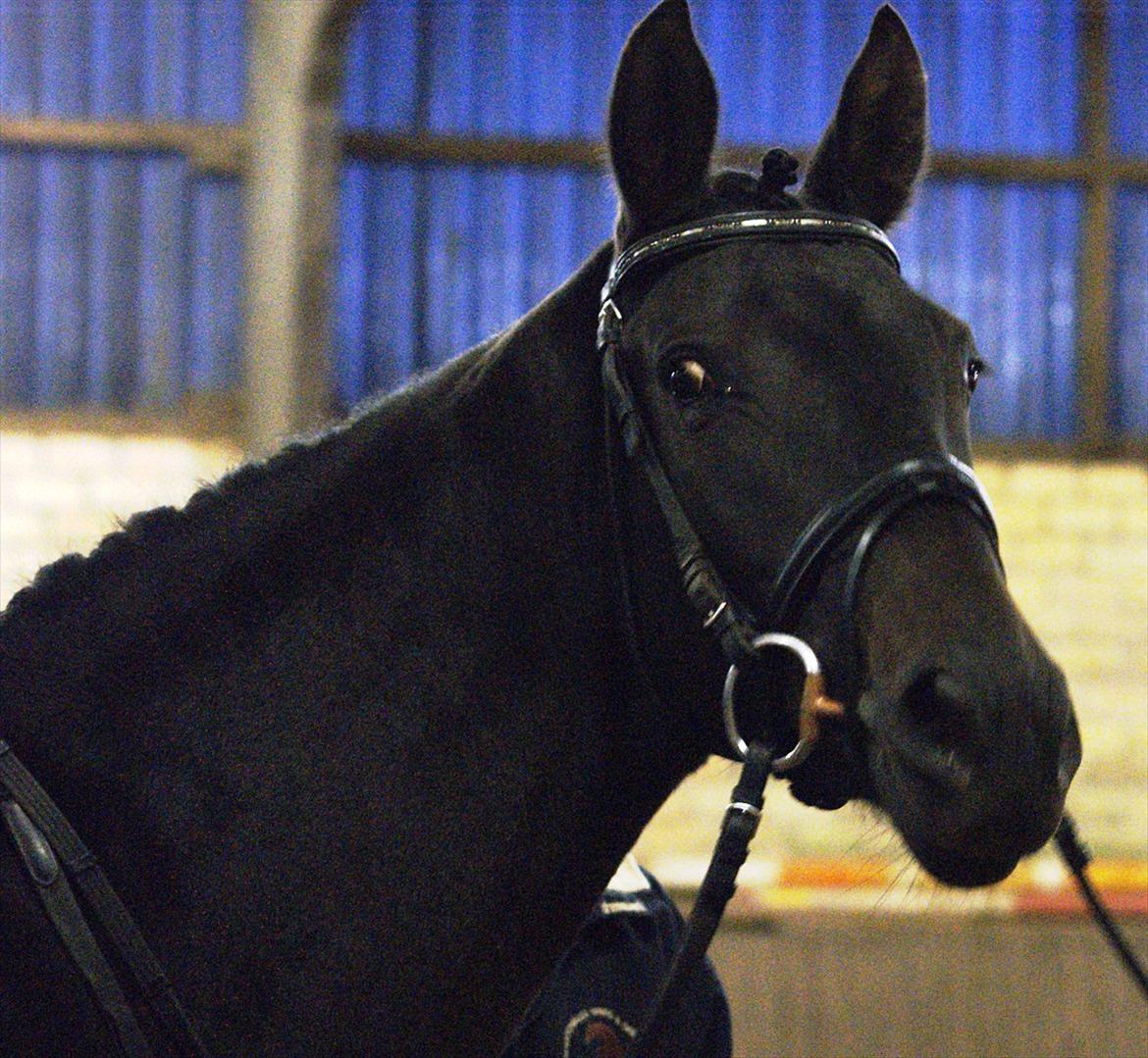 Holstener Iris Von Harknag Solgt :( billede 11